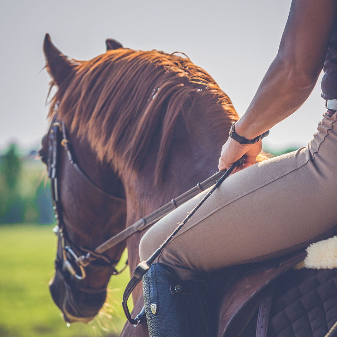 Wie du mit deinem Pferd ruhig und konzentriert arbeiten kannst