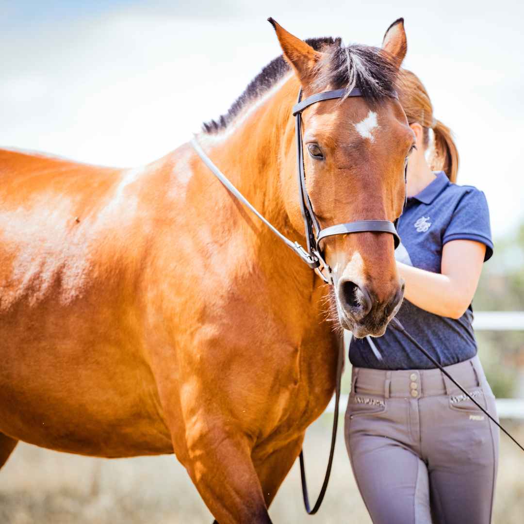 14 Grundsätze für ein erfolgreiches Vorankommen mit deinem Pferd