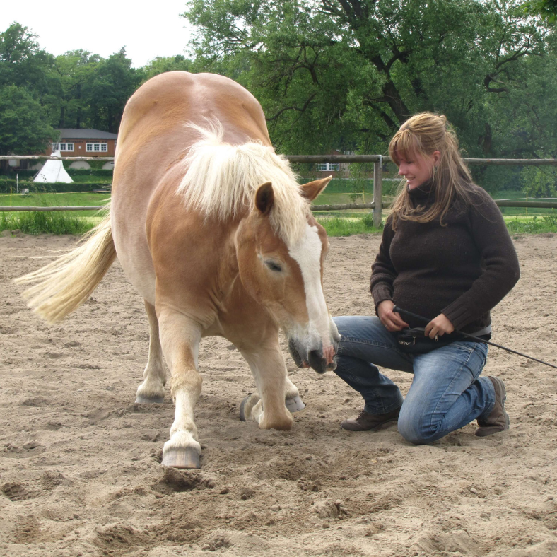 Schwanger – und was macht mein Pferd?