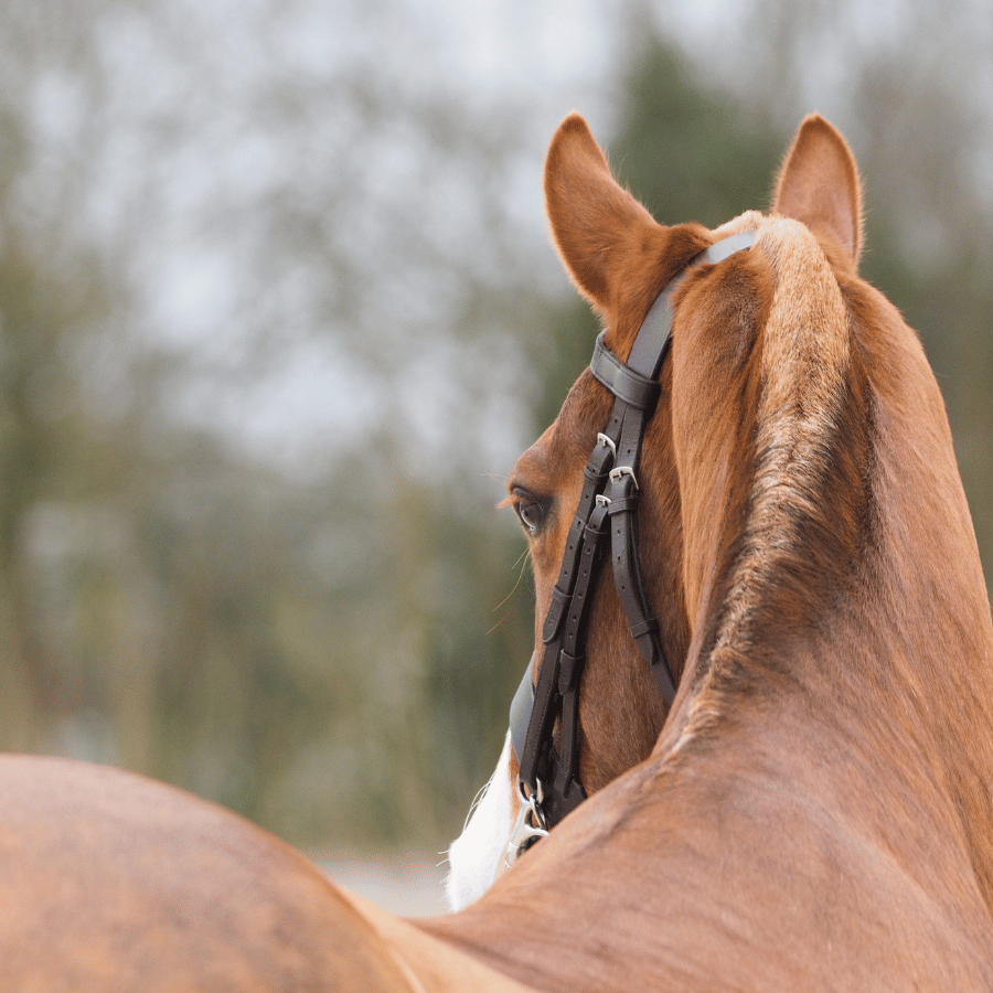 Warum die Vorgeschichte deines Pferdes nicht so wichtig ist
